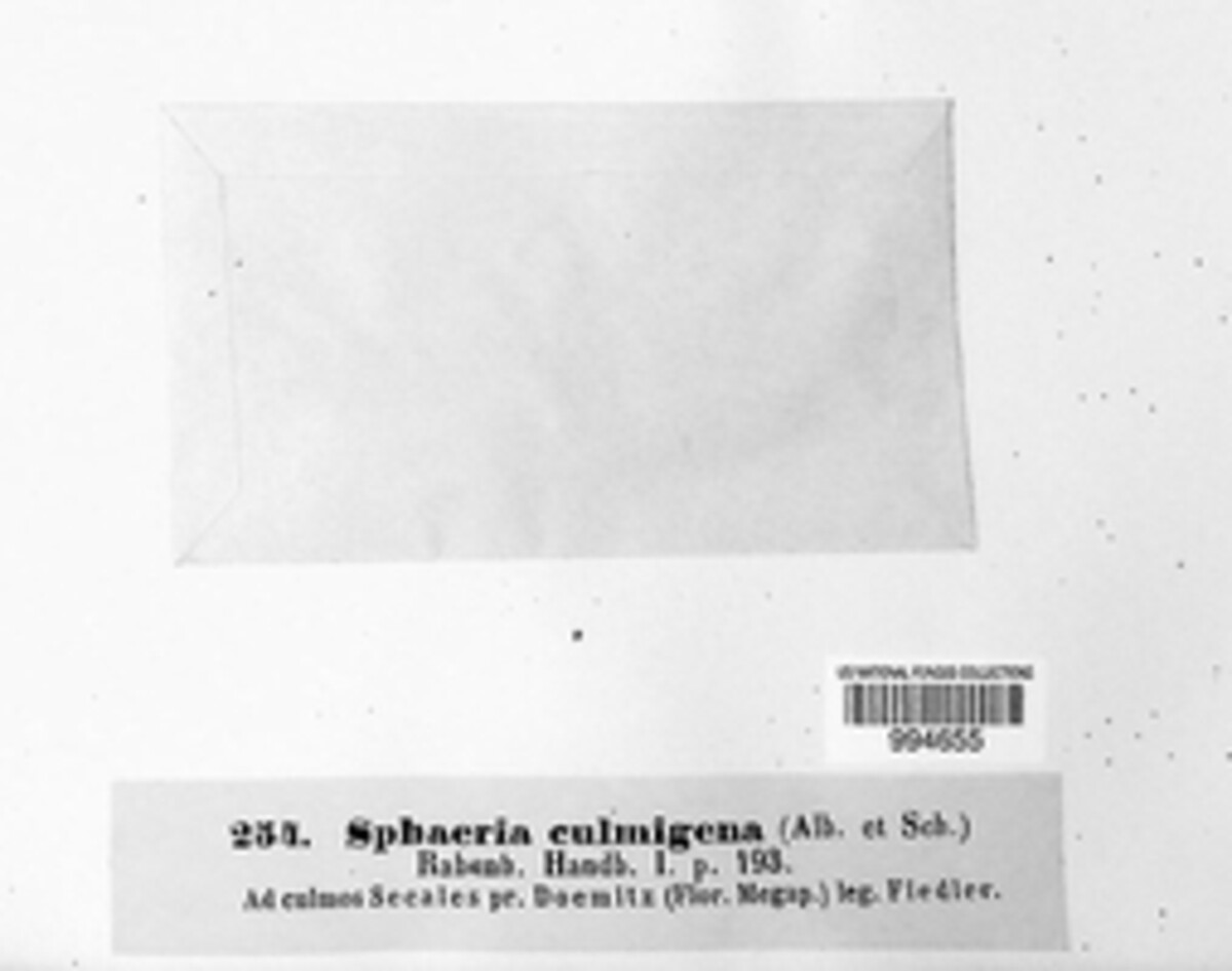 Sphaeria culmigena image